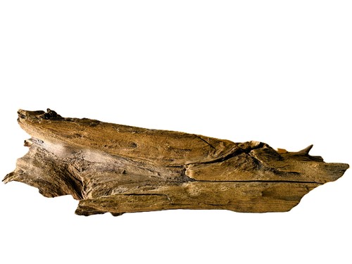 Echte naturwurzel - echte,
