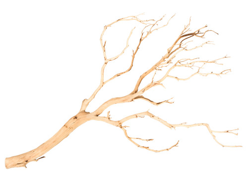 Nadeco manzanita baum - manzanita,
